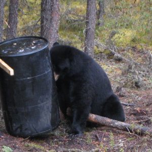 Bear Barrel & Log 3
